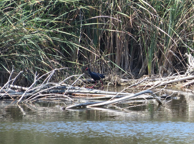 Purple Swamphen - Spain