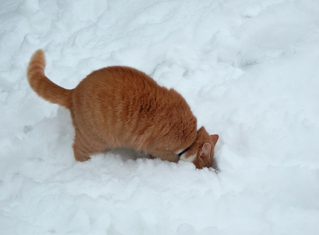 сравнительная Пасха 