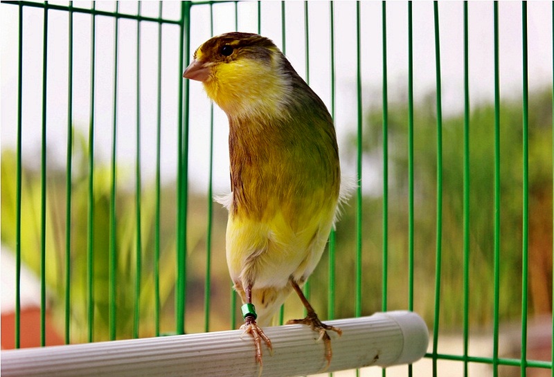 Burung Kenari F1 Ocehan Kenari