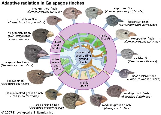 adaptive radiation island chains adaptive radiation island chains