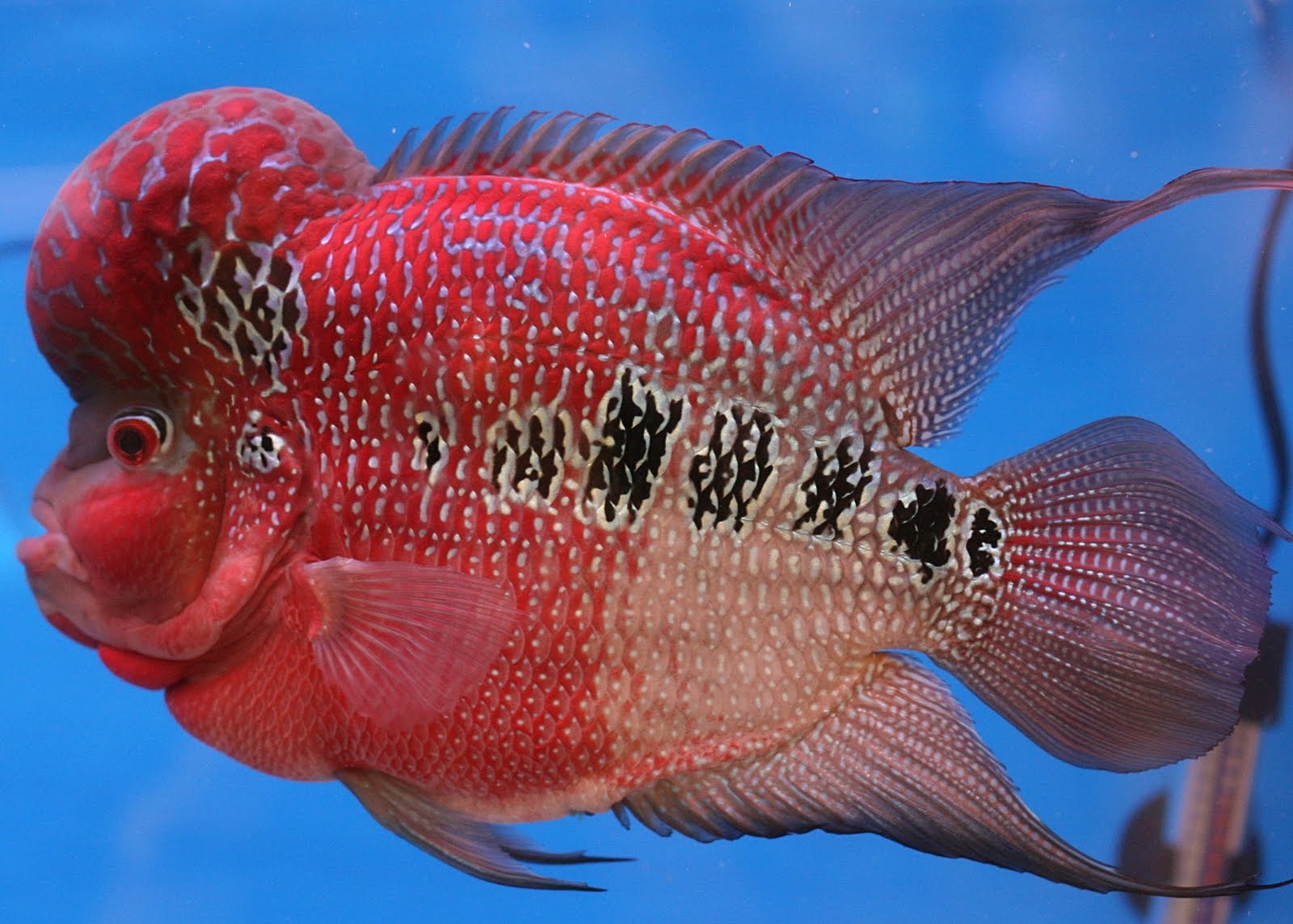 Ikan Aquarium: Ikan Lou Han - Flowerhorn - Amphilophus Trimaculatus