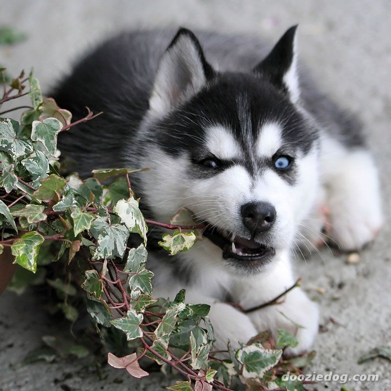 Cute Dogs: Siberian husky dog
