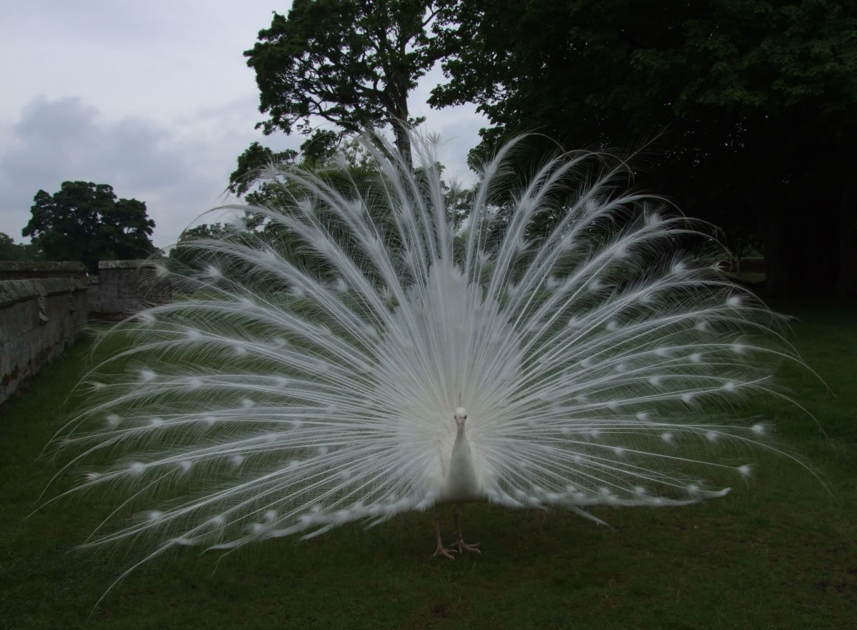 Funny Images | imthy: White Peacocks are Awesome Funny Images | imthy: White Peacocks are Awesome
