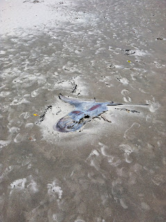 A picture of a dead stingray in the sand.