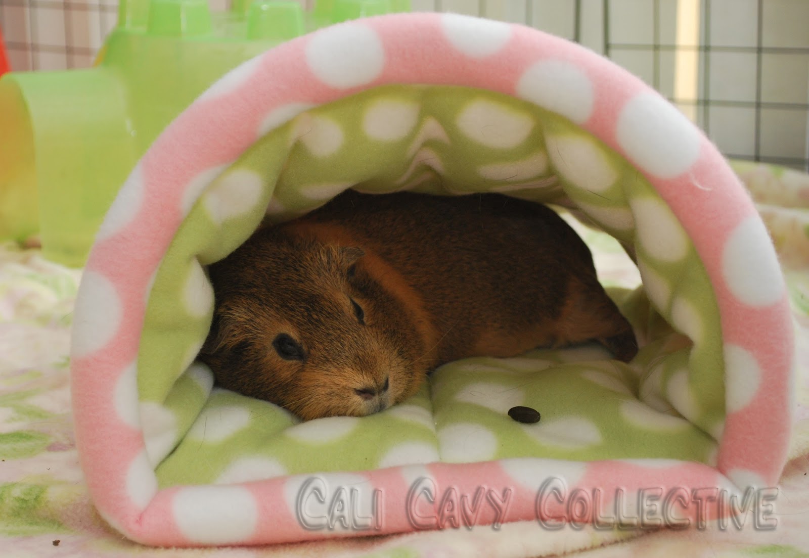 Cali Cavy Collective a blog about all things guinea pig Cozy Cave