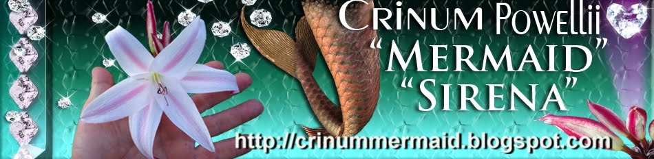 Crinum Mermaid