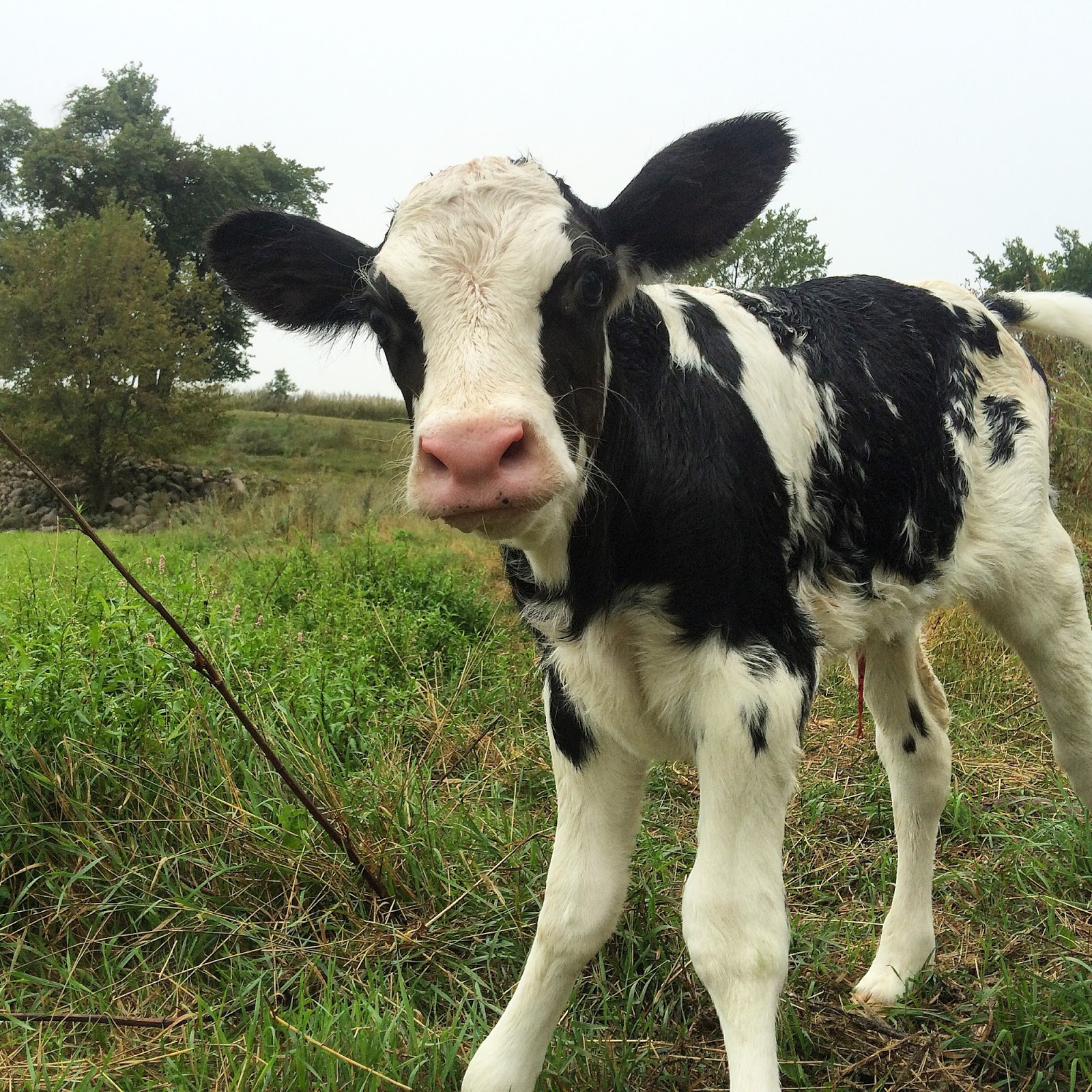 Dairy Good Life Baby Calf Names of 2014