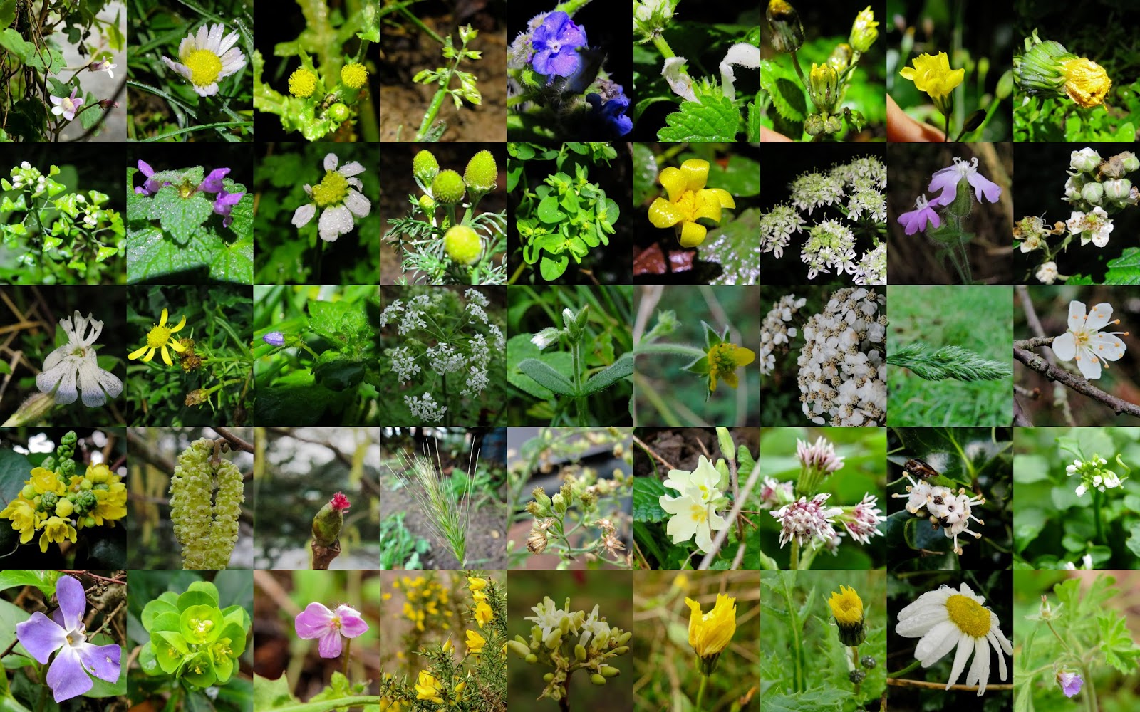 new year flowers uk bsbi news views new year plant hunt prizes 2 most new year flowers uk bsbi news views new year plant hunt prizes 2 most
