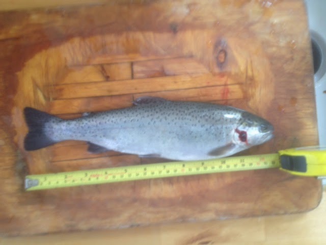 trout for lunch