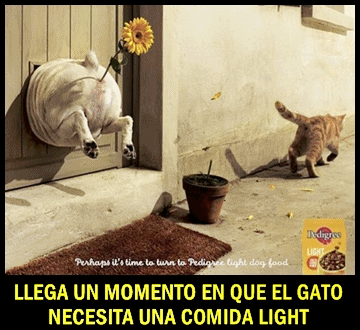 anuncio gatos comida