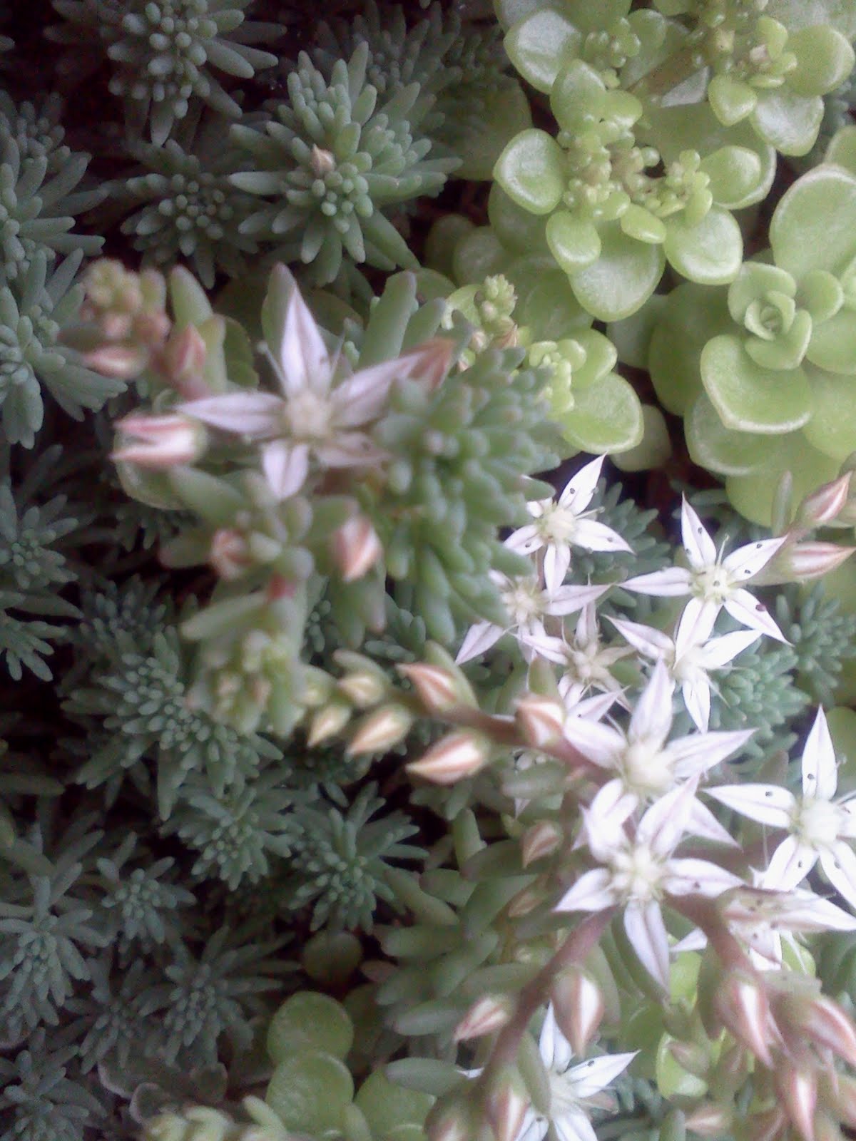 松ぼっくりのひとりごと セダムの白い花