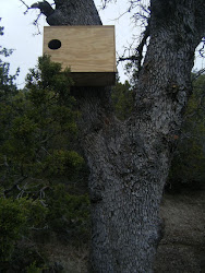 Barn Owl Box