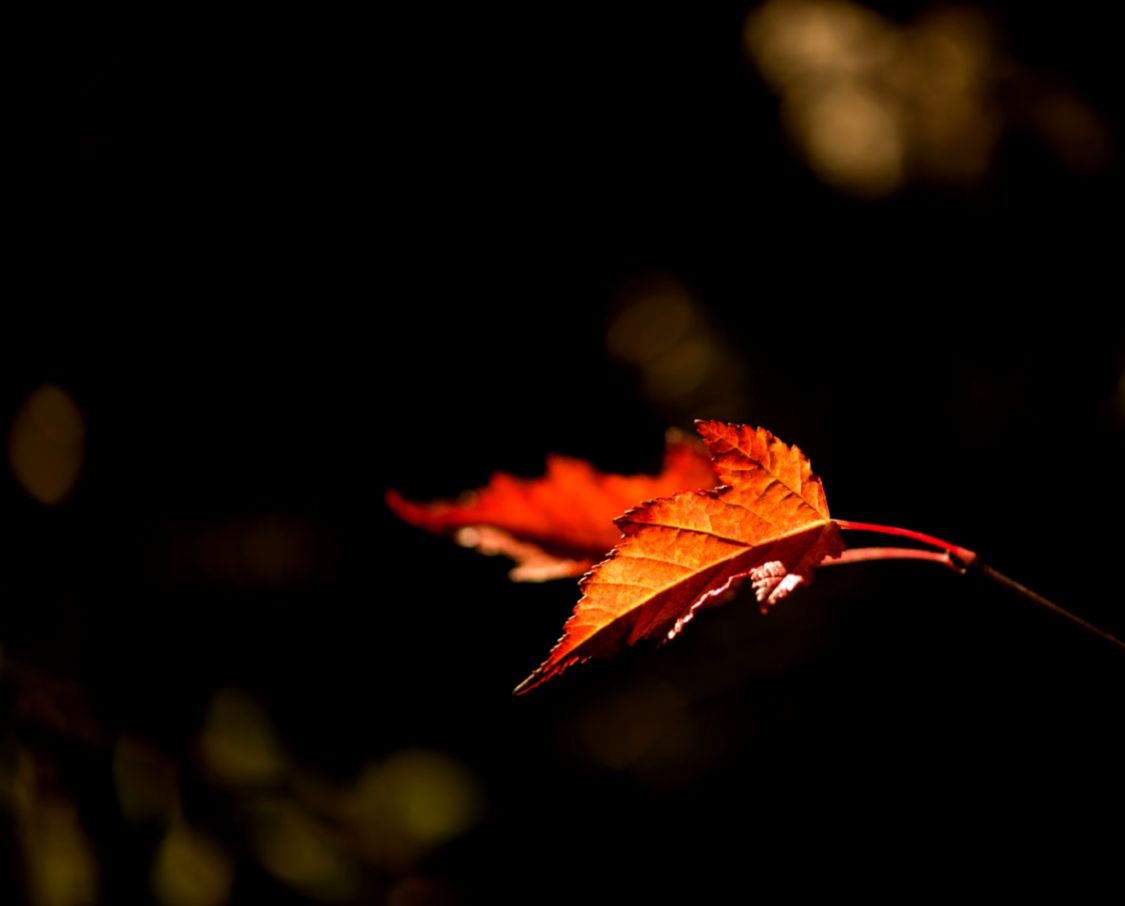 Autumn Leaves Beth Walsh photography Autumn Leaves Beth Walsh photography