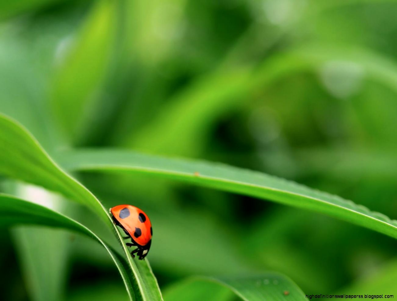 bugs macro photo ladybugs wallpaper macro photo macro photo wallpaper bugs macro photo ladybugs wallpaper macro photo macro photo wallpaper
