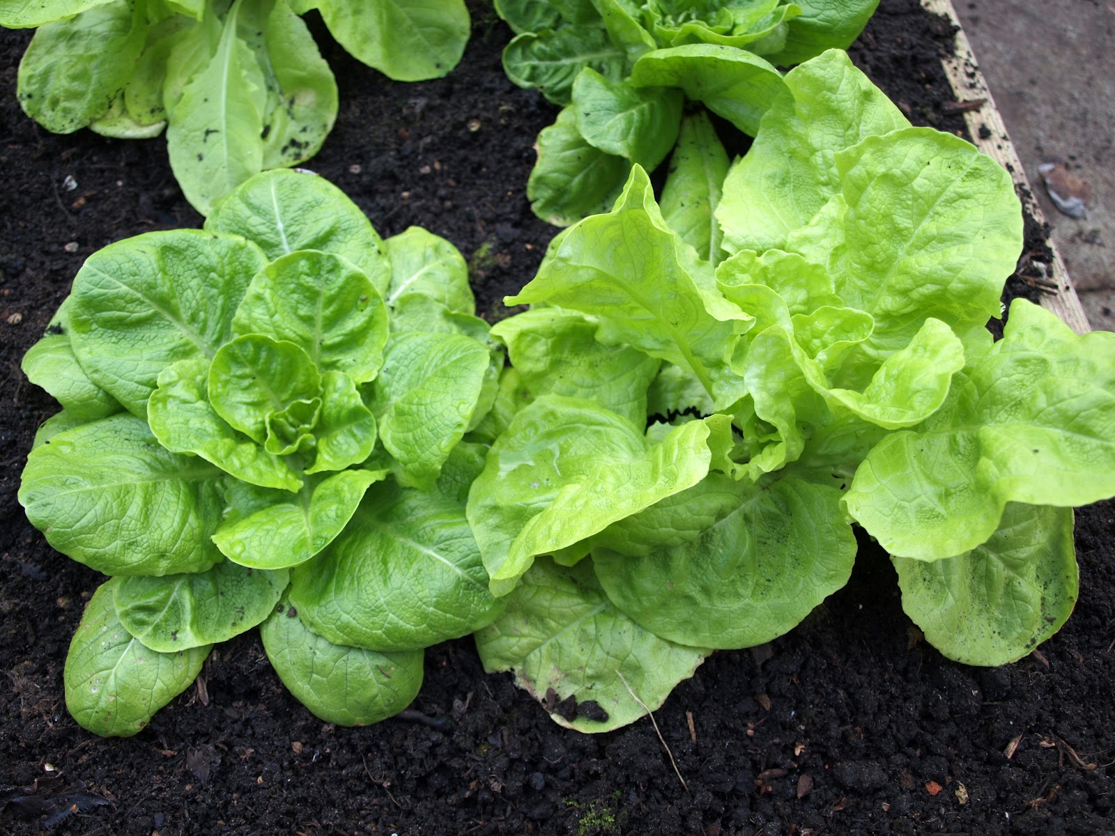 Mark's Veg Plot OverWintered lettuce
