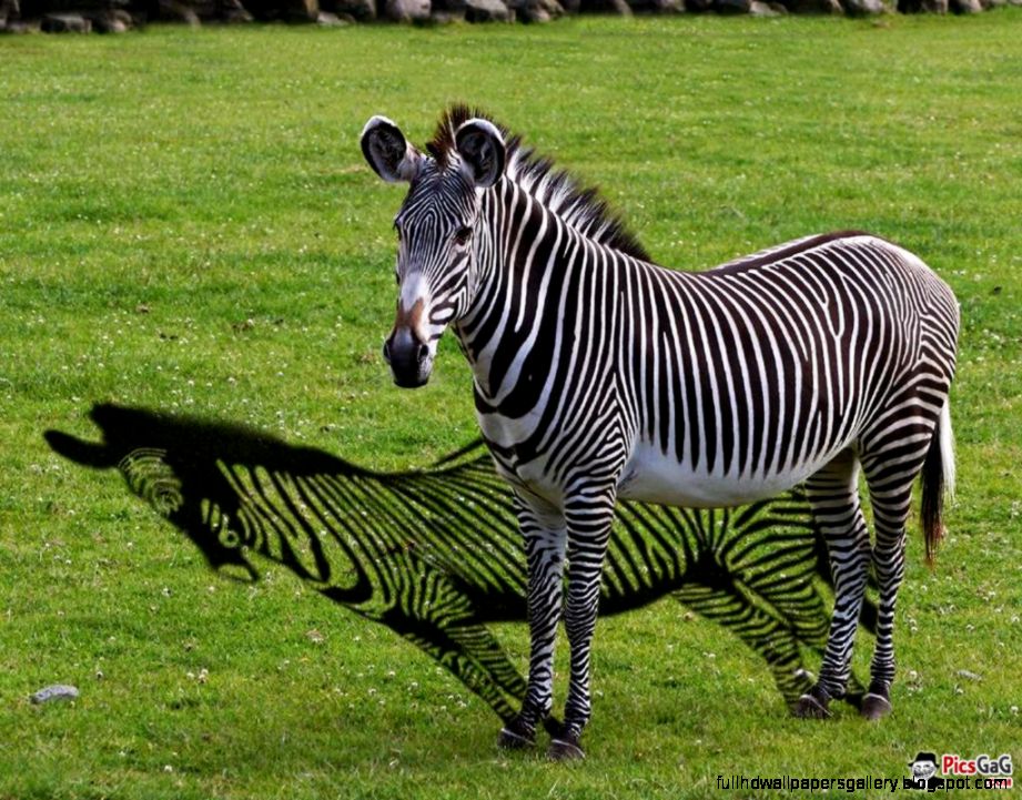 Funny Zebra Funny Zebra