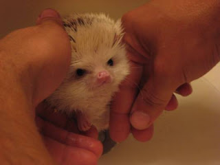 Giữ ấm cho nhím kiểng vào đông 6