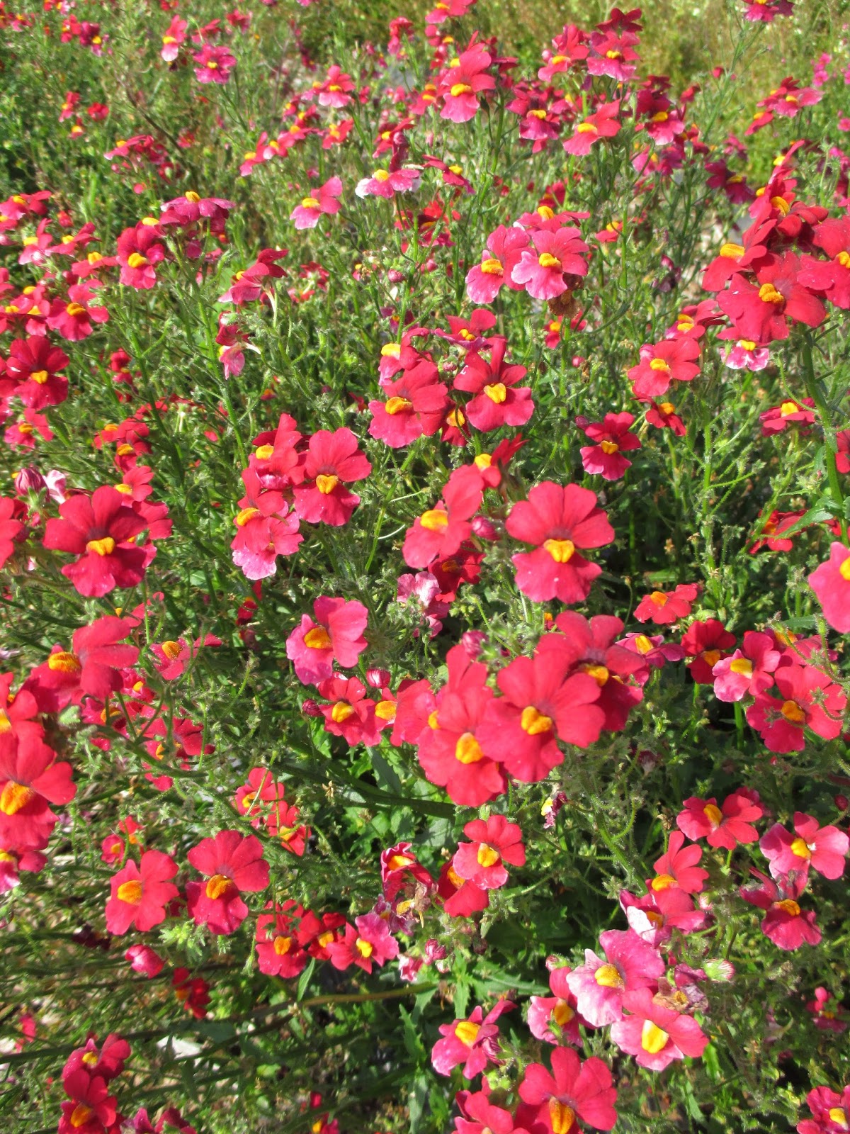 Nifty Nemesia Rotary Botanical Gardens