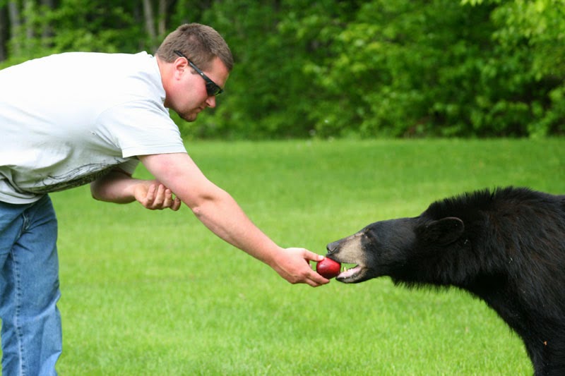 The Bobcat's Tail Black Bears and Bird Feeders “Is the Public Even Listening?”