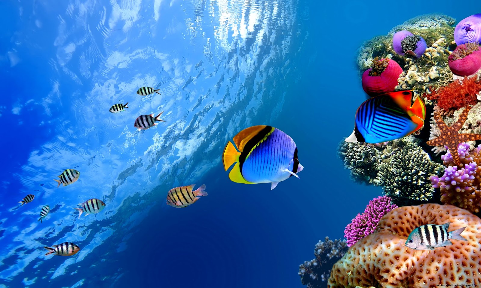 Underwater Tropical Fish Underwater Tropical Fish