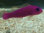 magenta or purple dottyback