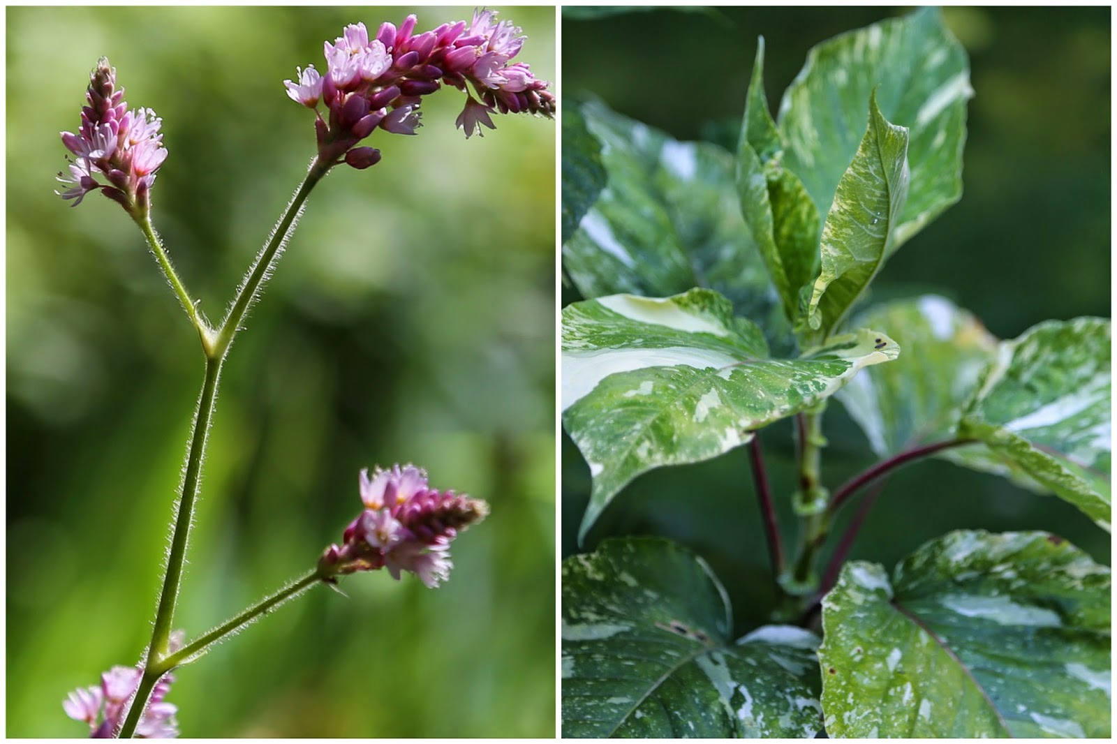 Gardeners with kids: Kiss-me-over-the-garden-gate