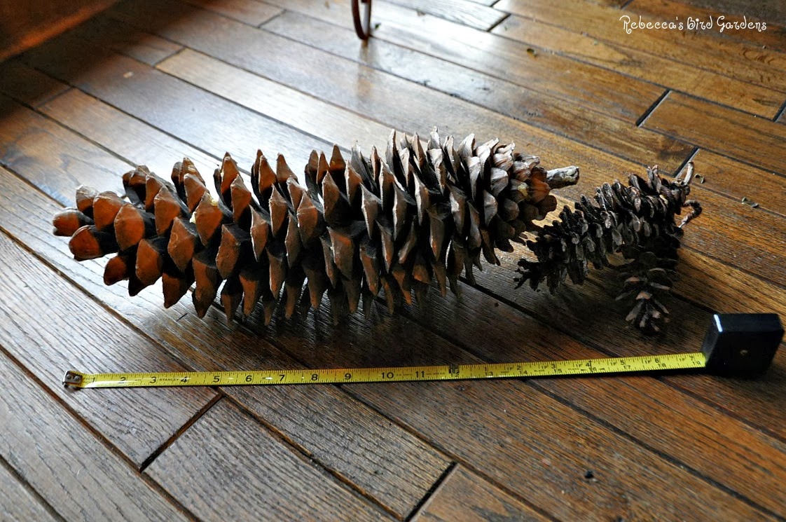 Rebecca's Bird Gardens Blog DIY Giant Sugar Pinecone Suet Feeder