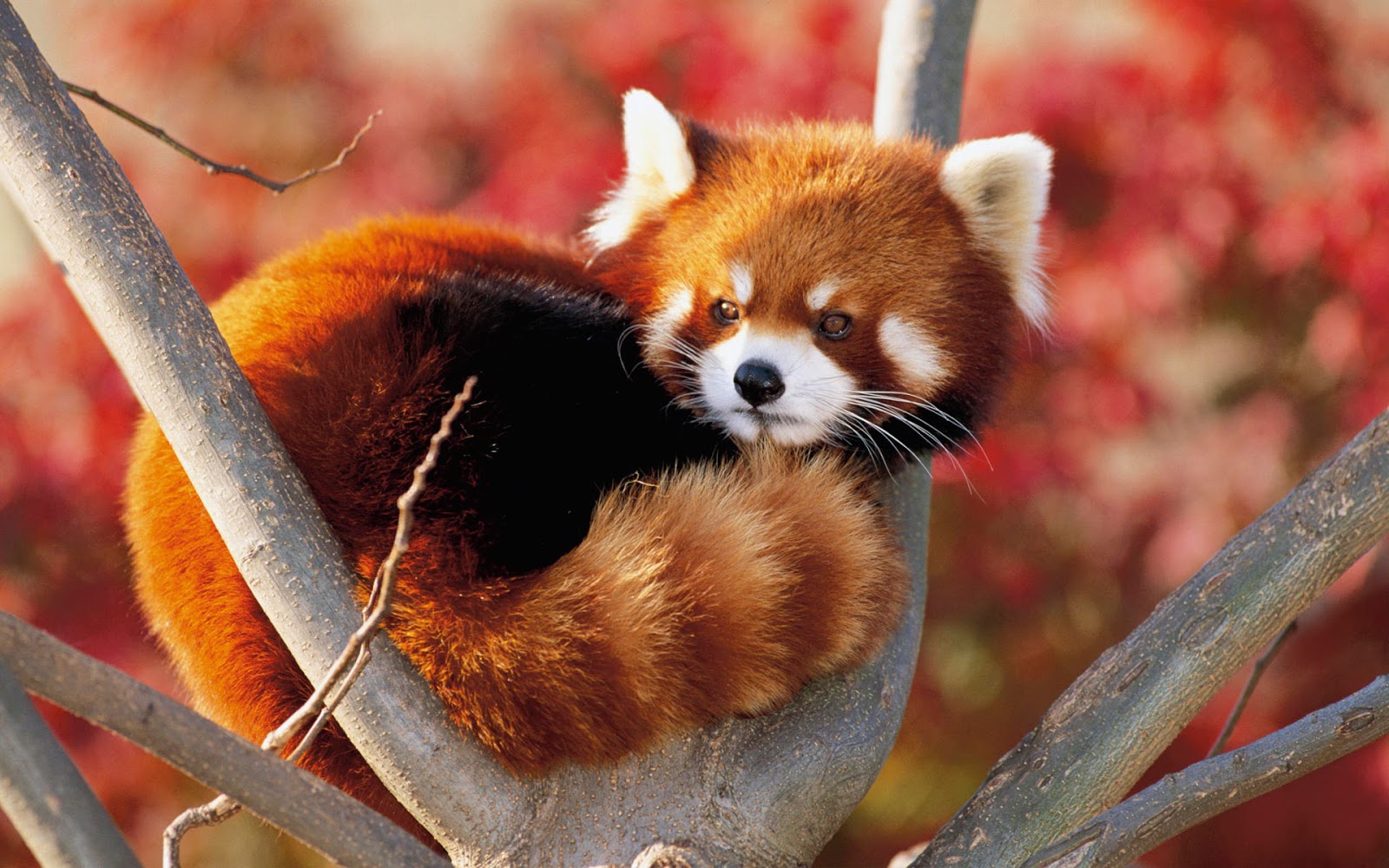 Panda Rojo Foto+de+un+panda+rojo+en+un+árbol