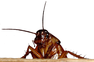cockroach2.gif