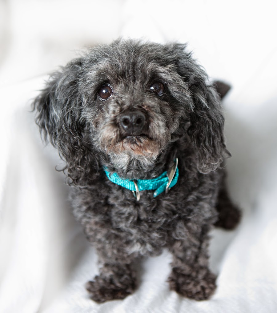 Shelter Dogs of Portland "LOLA" Poodle lap dog