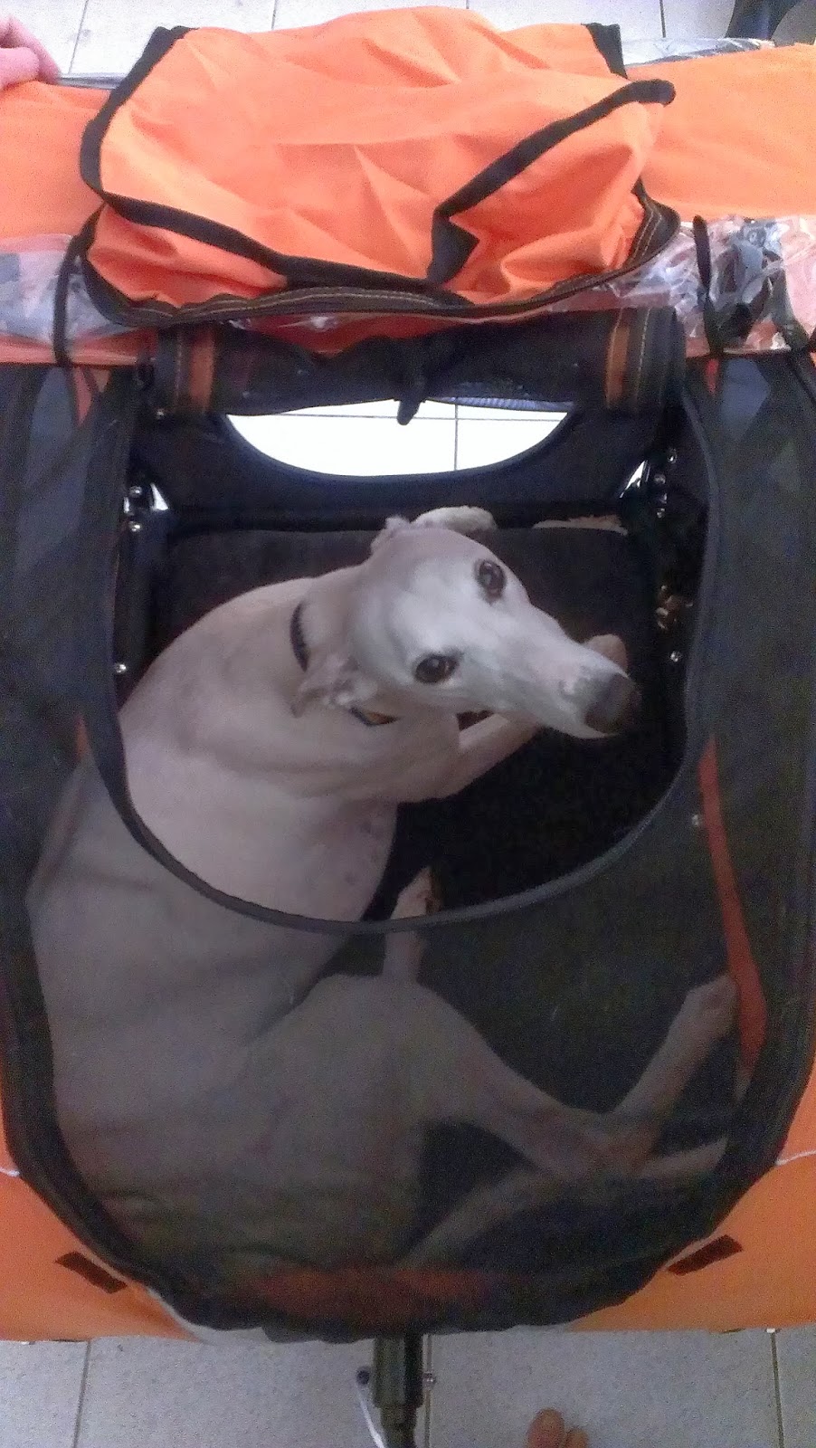 Jet's Furkid Palace Doggyride Novel 10 Bike Trailer going carlight