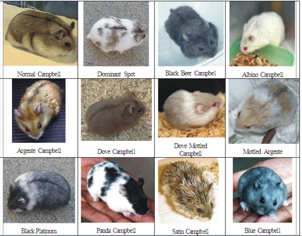 Jenis Hamster