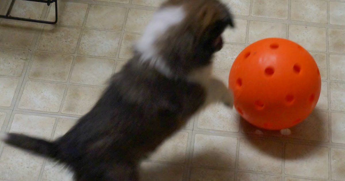 Tough Dog Toys For Dobermans Tough Dog Toys For Dobermans
