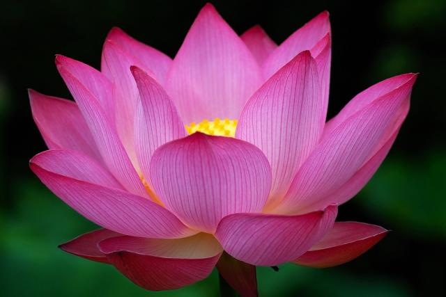 Big-dark-pink-Lotus-Flower-photo1.jpg