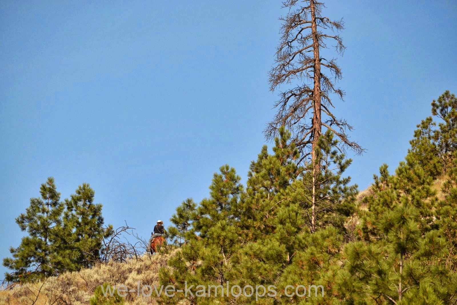 welovekamloops Goats Weed Control Kamloops, BC