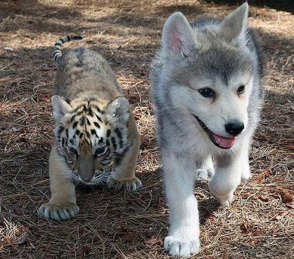 Image Gallery Munchkin Husky Image Gallery Munchkin Husky