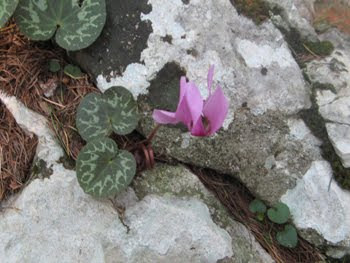 Cyclamen purpurascens (Ciclamino delle alpi)