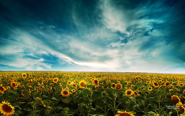 Wallpaper Sunflowers Landscape