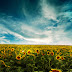 Wallpaper Sunflowers Landscape