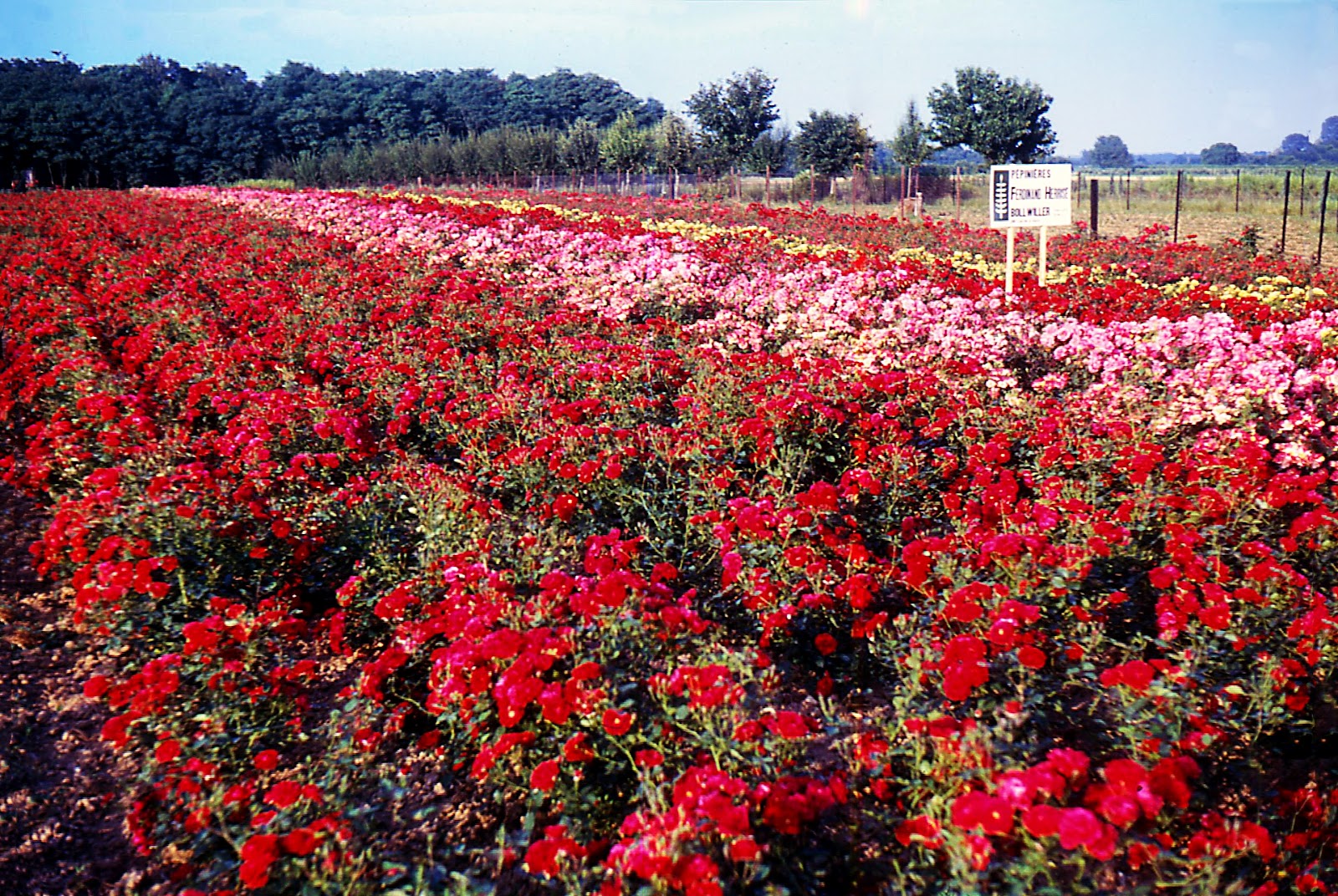 Rsultat de recherche dimages pour champ roses rouge
