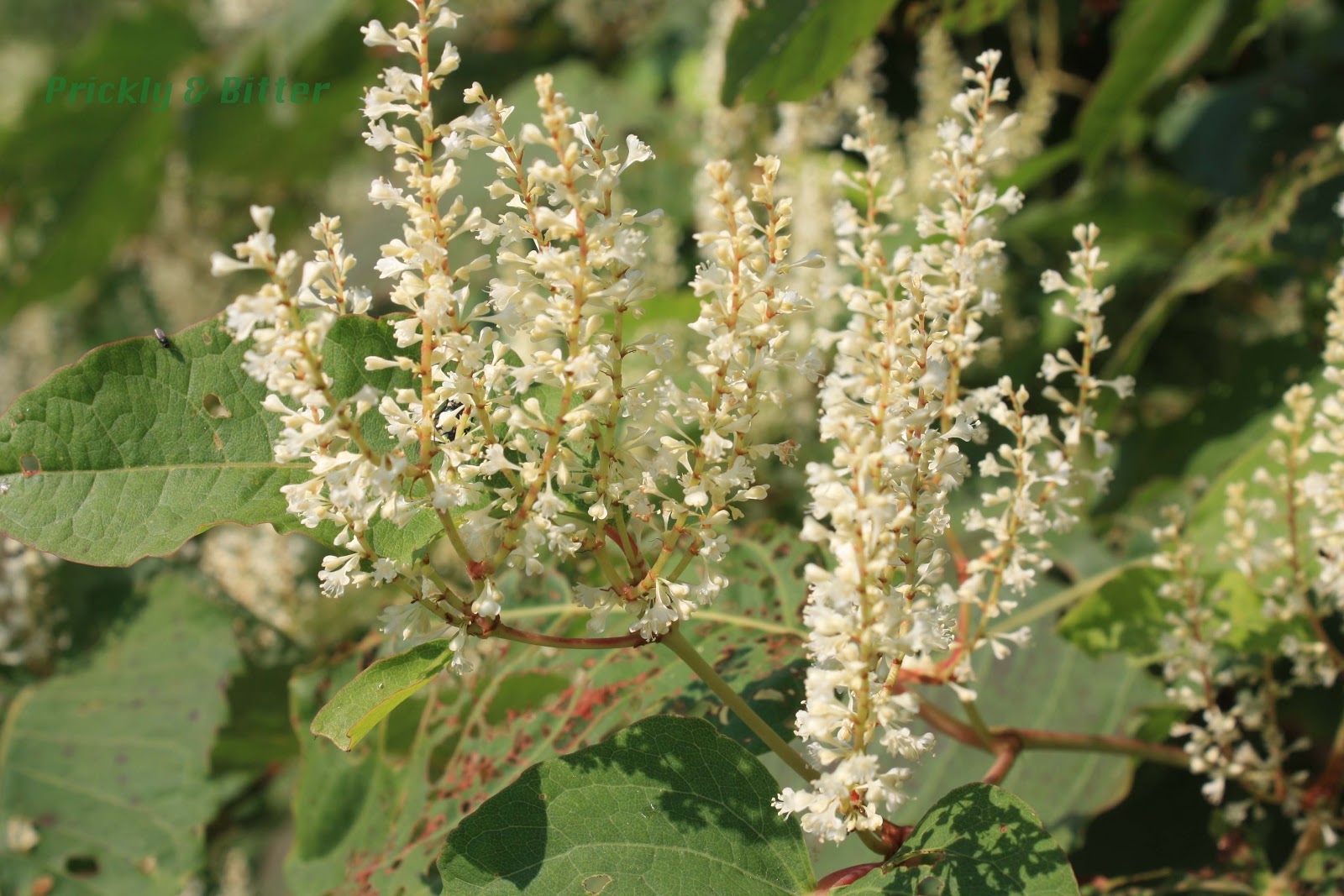 Prickly and Bitter Resveratrol the miracle drug from Japanese knotweed?