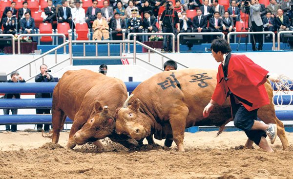 Laga Lembu