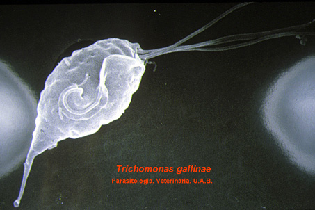 Resultado de imagen de Trichomonas gallinae