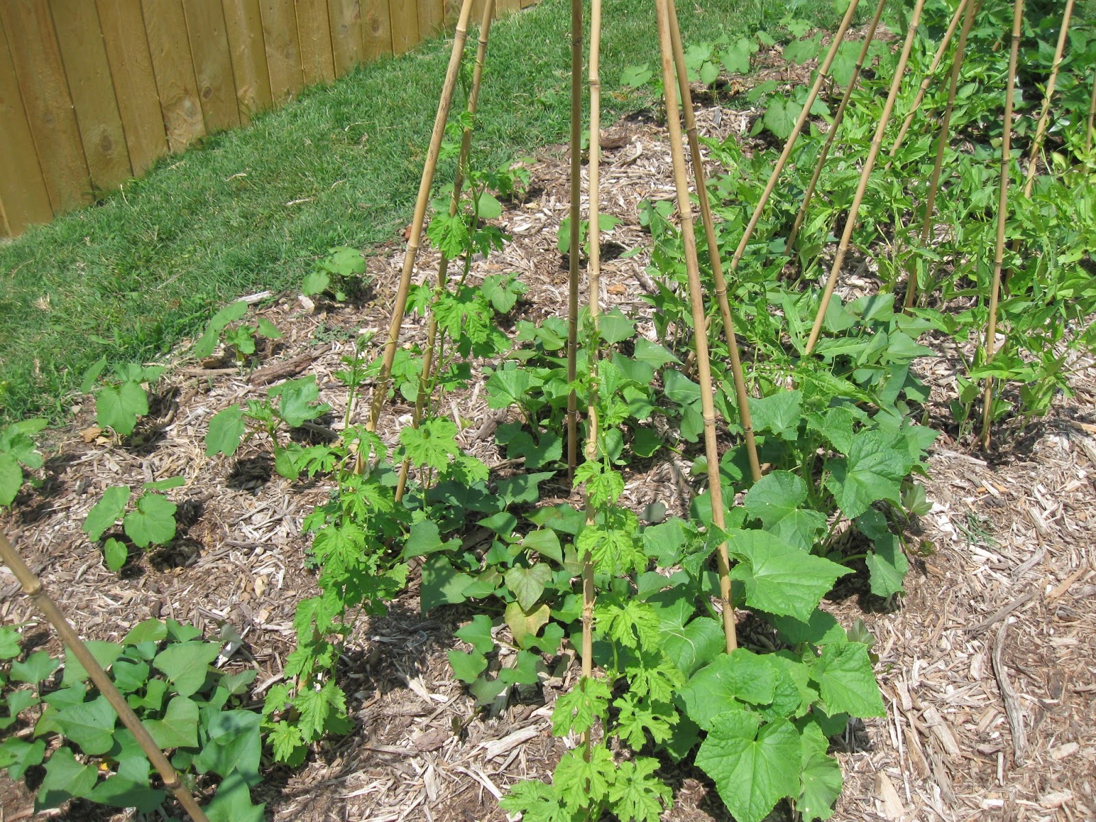 Kentucky Fried Garden A Vegetable Garden in June Overview