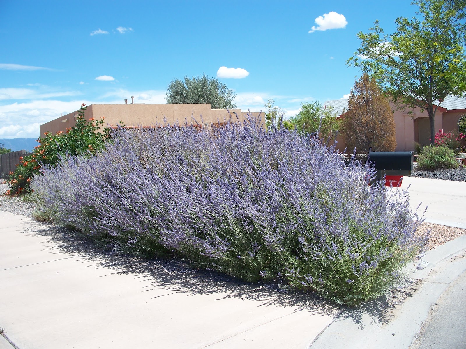 russian sage russian sage