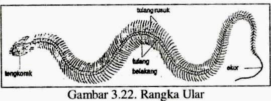 MENGENAL RANGKA HEWAN | VISIUNIVERSAL