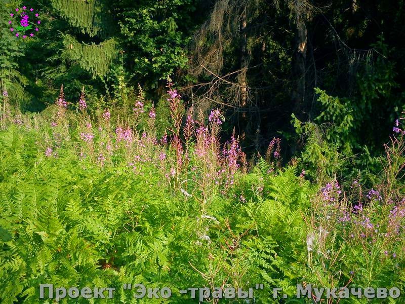 чай на травах для похудения чай на травах для похудения