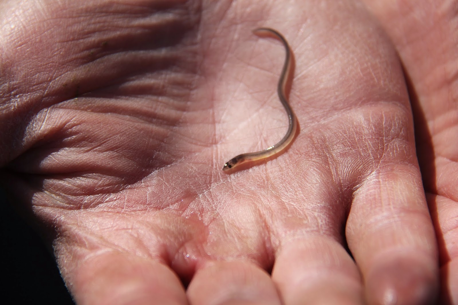 Nature on the Edge of New York City Baby Glass Eels in New York Harbor
