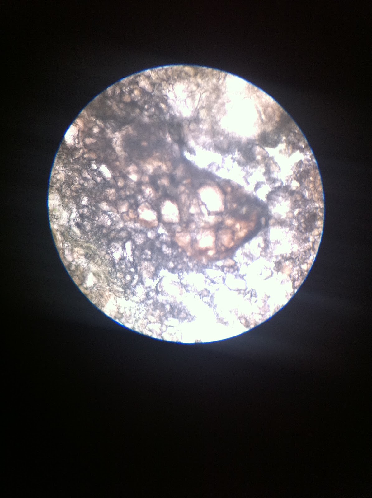 pGLO Bacterial Transformation Strawberry DNA Extraction Lab