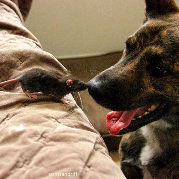 White Wolf This Rescued Pet Rat And Dog Are The Best Buddies Ever